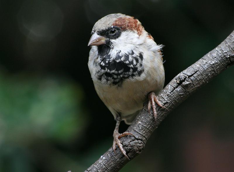 voels en id 008.jpg - Jong Huismossie mannetjie Passer domesticus 14cm